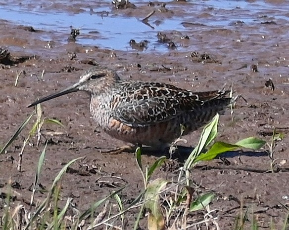 Long-billed Dowitcher - ML618412419