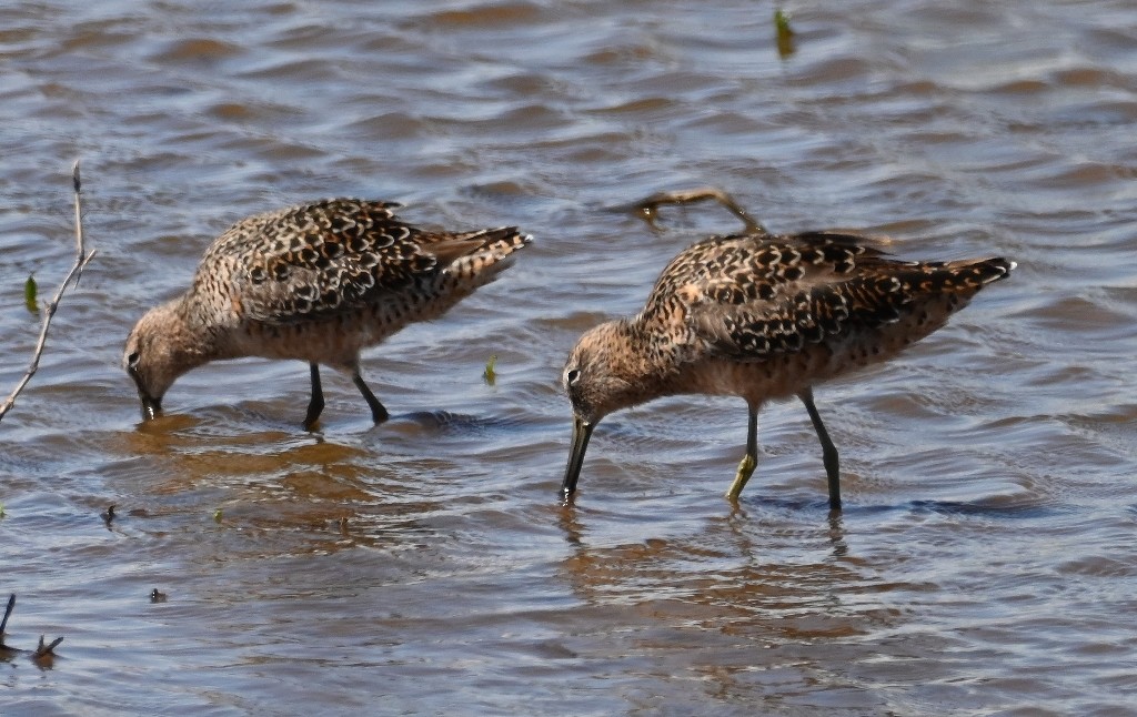 Long-billed Dowitcher - ML618412420