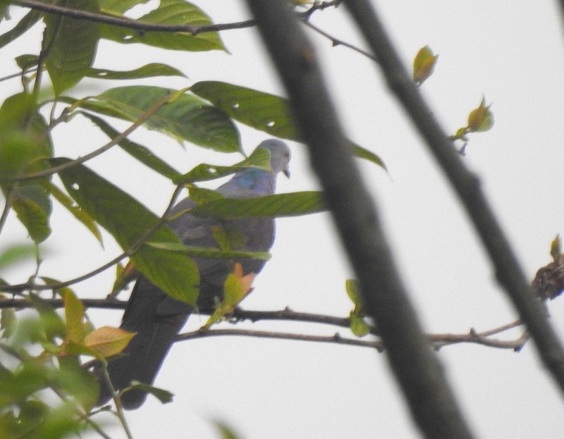 Barred Cuckoo-Dove - ML618412422