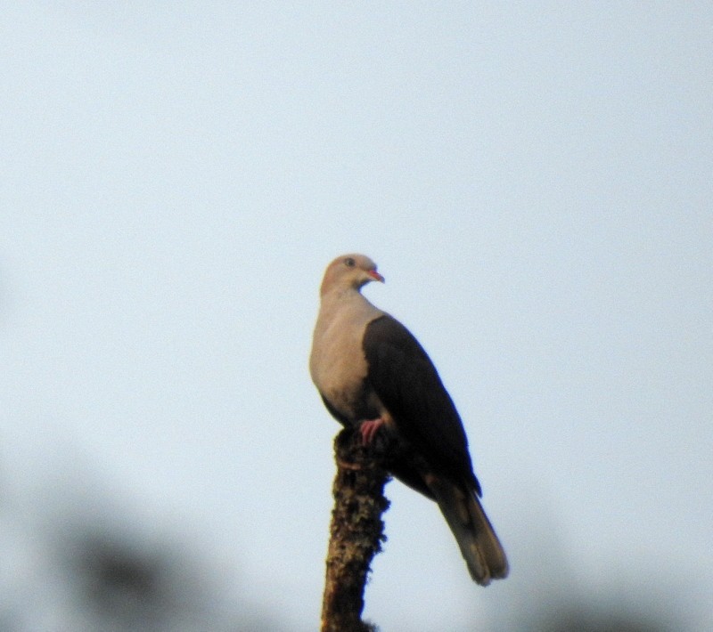 Mountain Imperial-Pigeon - ML618412428