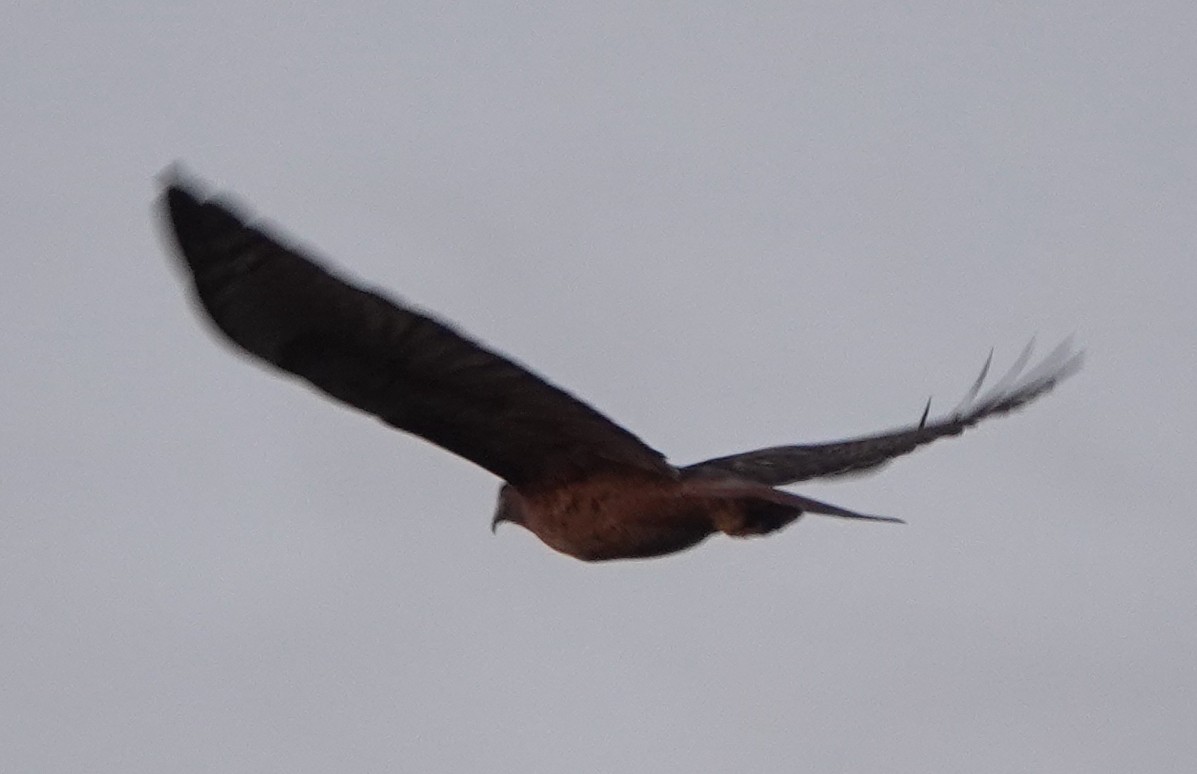 Red-tailed Hawk (calurus/alascensis) - ML618412431