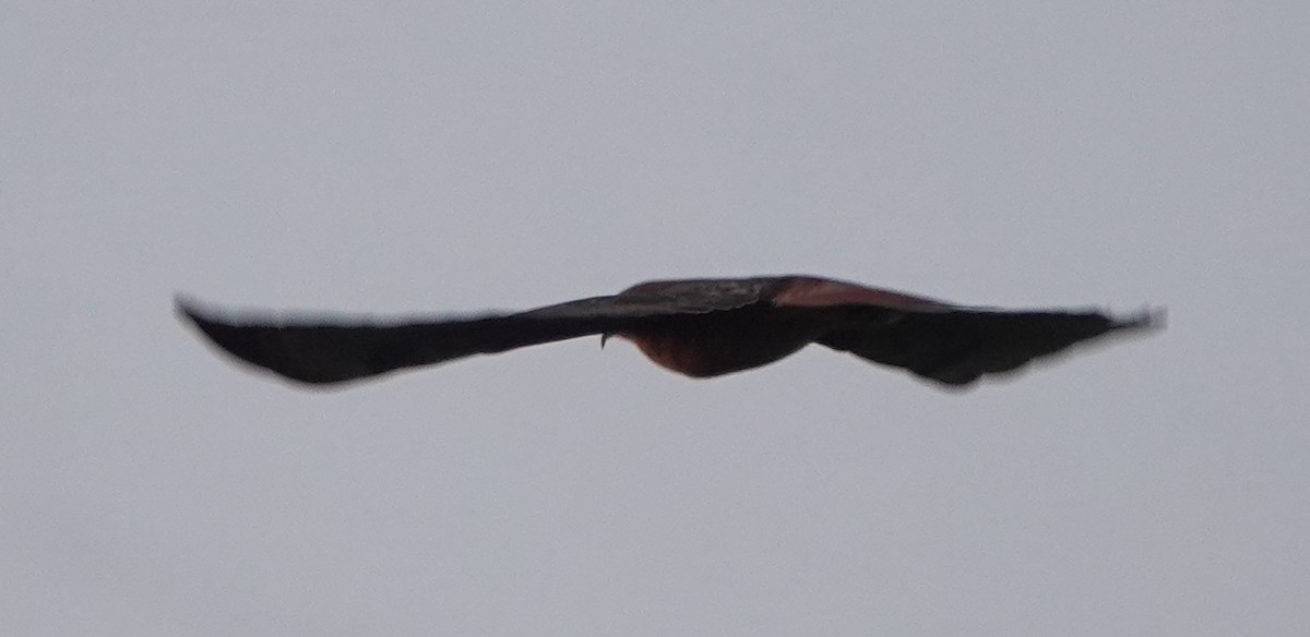 Red-tailed Hawk (calurus/alascensis) - ML618412433