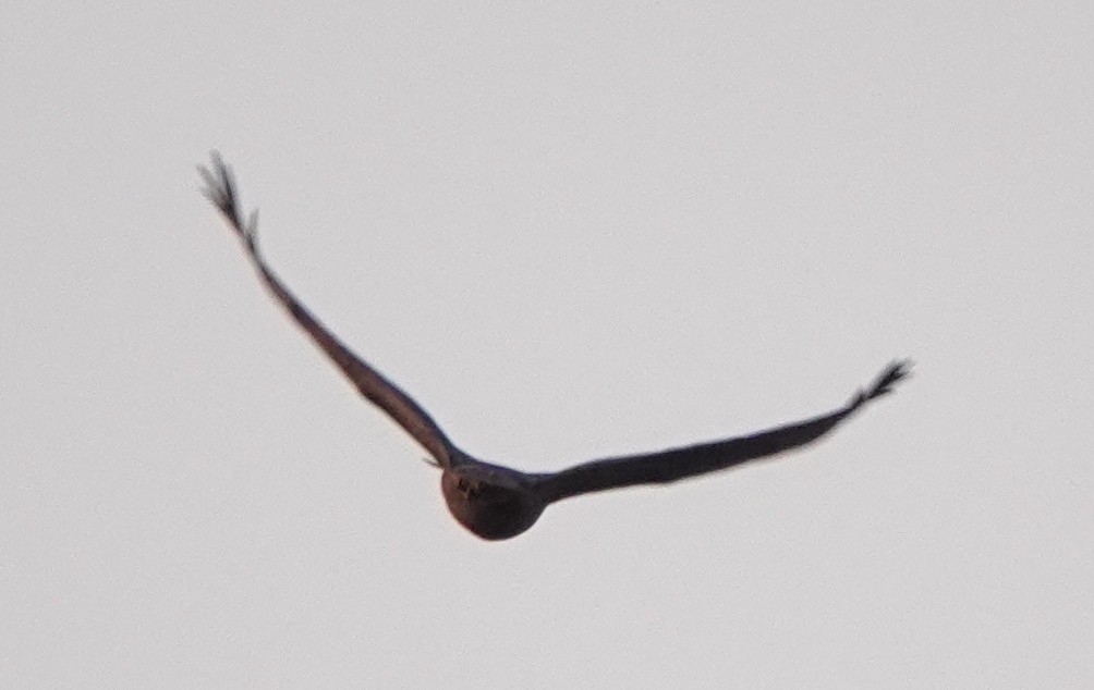 Red-tailed Hawk (calurus/alascensis) - ML618412434