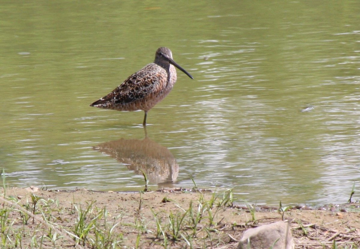 Long-billed Dowitcher - ML618412452