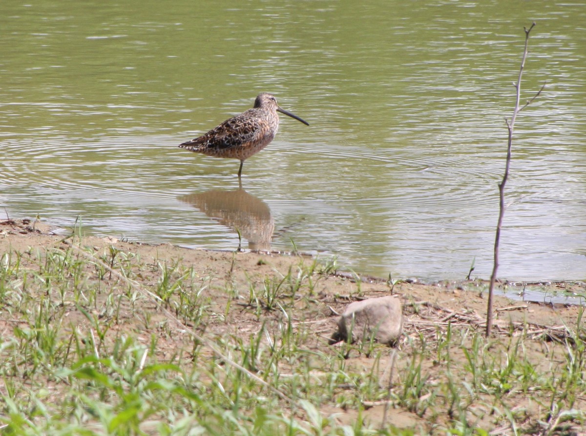 Long-billed Dowitcher - ML618412459