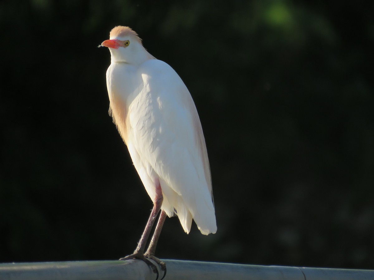 Египетская цапля (ibis) - ML618412467