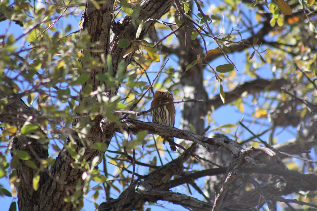 Northern Pygmy-Owl (Mountain) - Nate Peterson