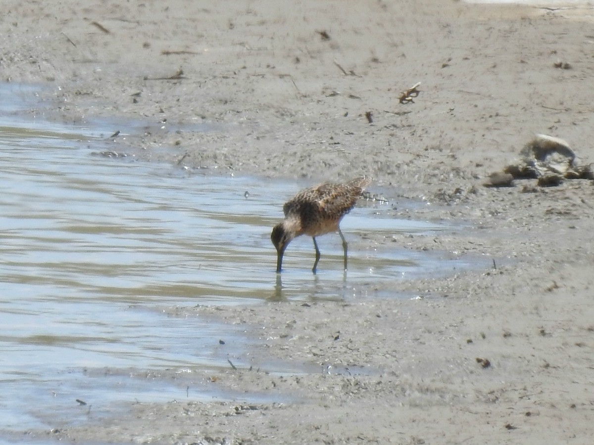 Long-billed Dowitcher - ML618412497