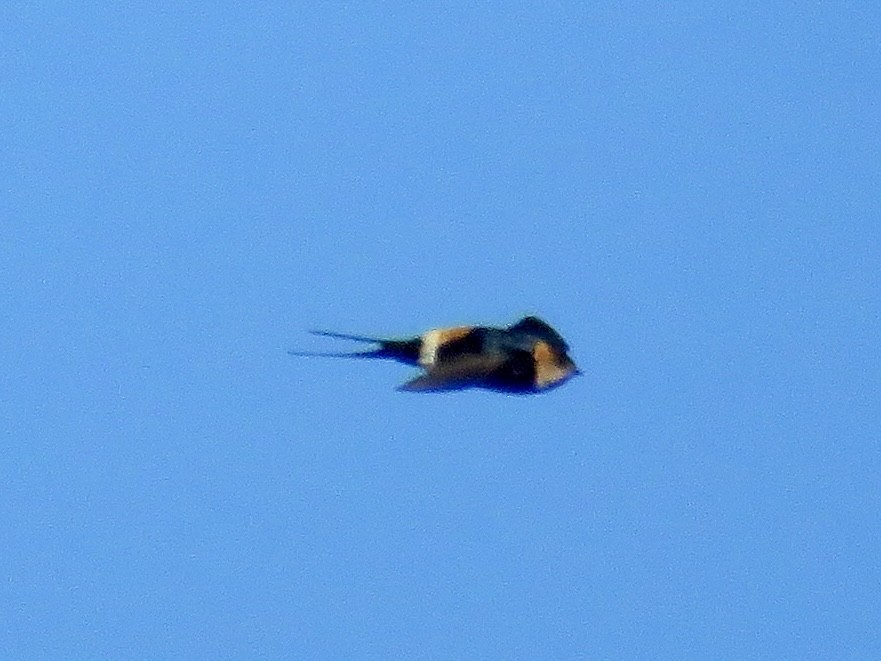 Red-rumped Swallow - ML618412511