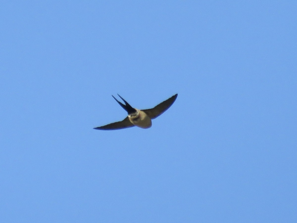 Red-rumped Swallow - ML618412512