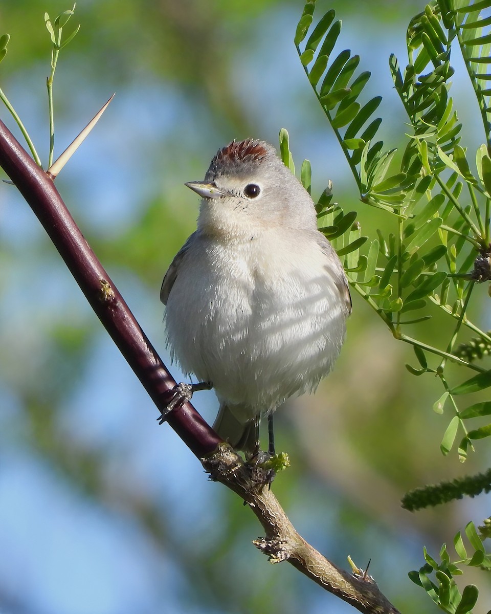 Lucy's Warbler - ML618412567