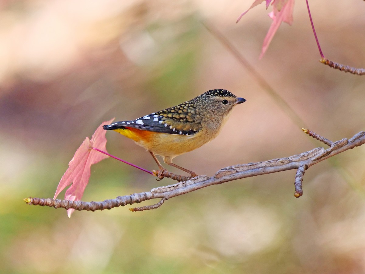 Spotted Pardalote - ML618412627
