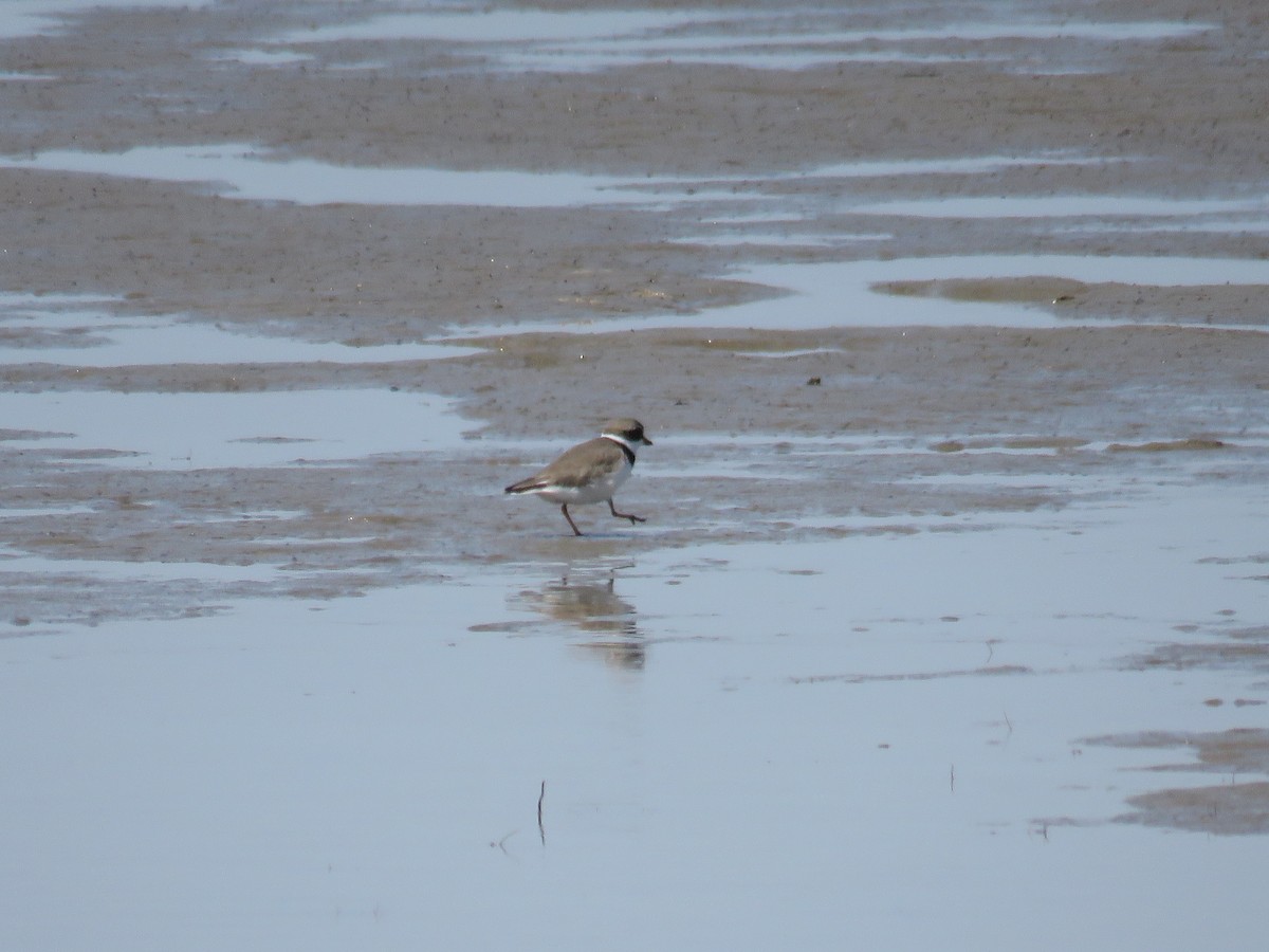 Semipalmated Plover - ML618412629