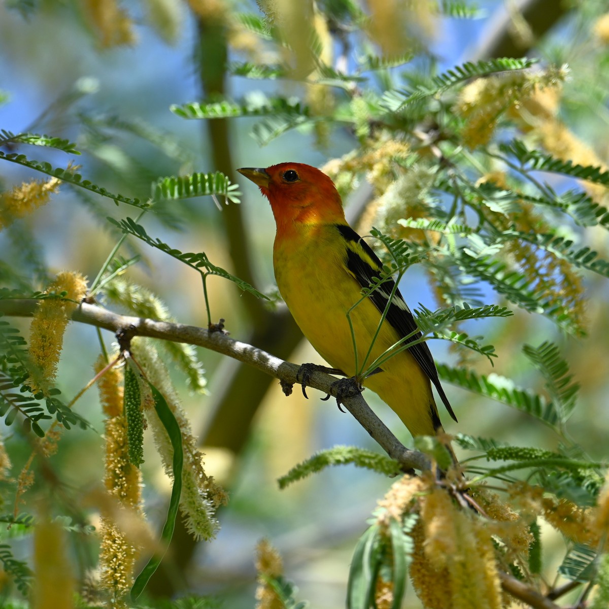 Western Tanager - ML618412635
