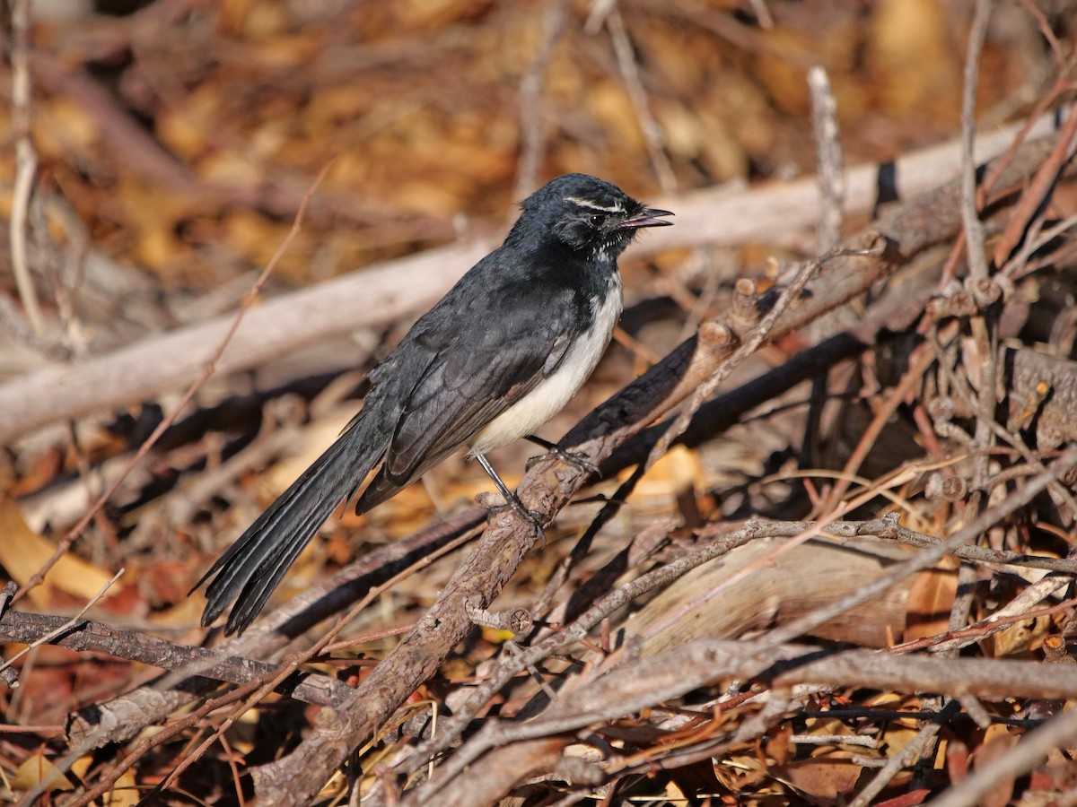 Willie-wagtail - ML618412652