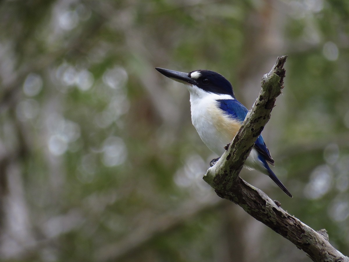 Forest Kingfisher - ML618412665