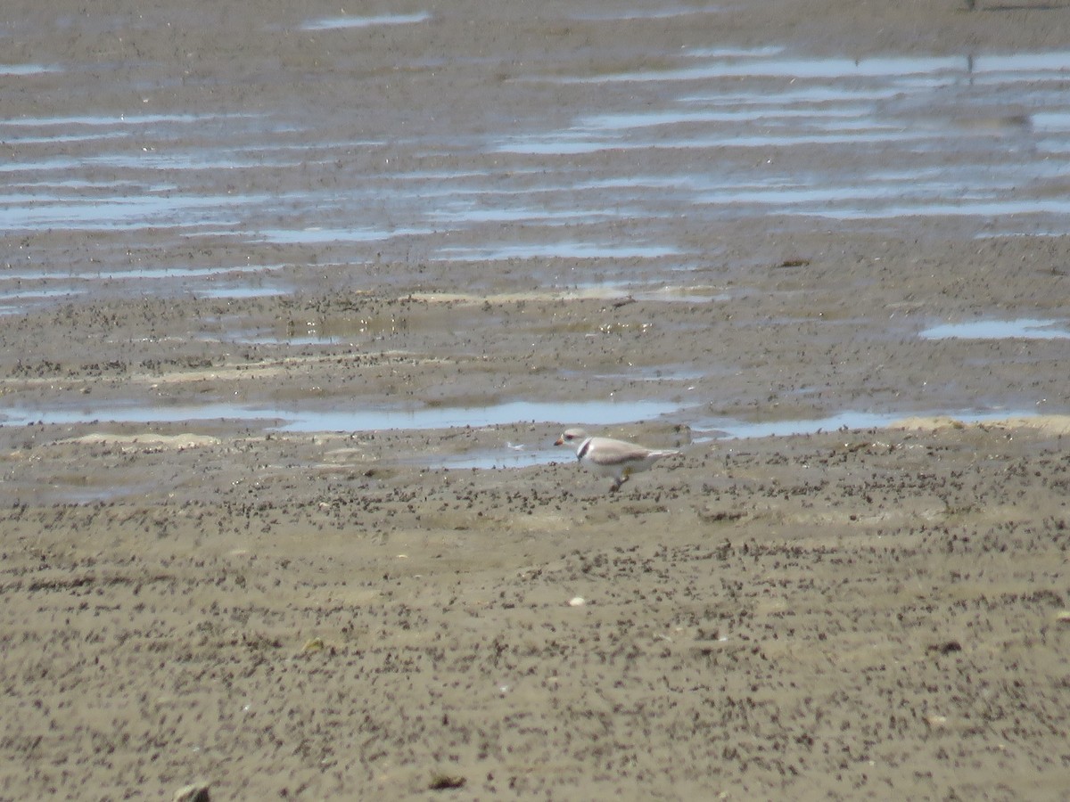 Piping Plover - ML618412672