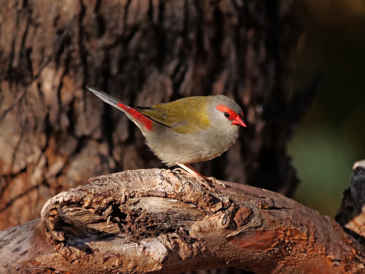 Red-browed Firetail - ML618412682