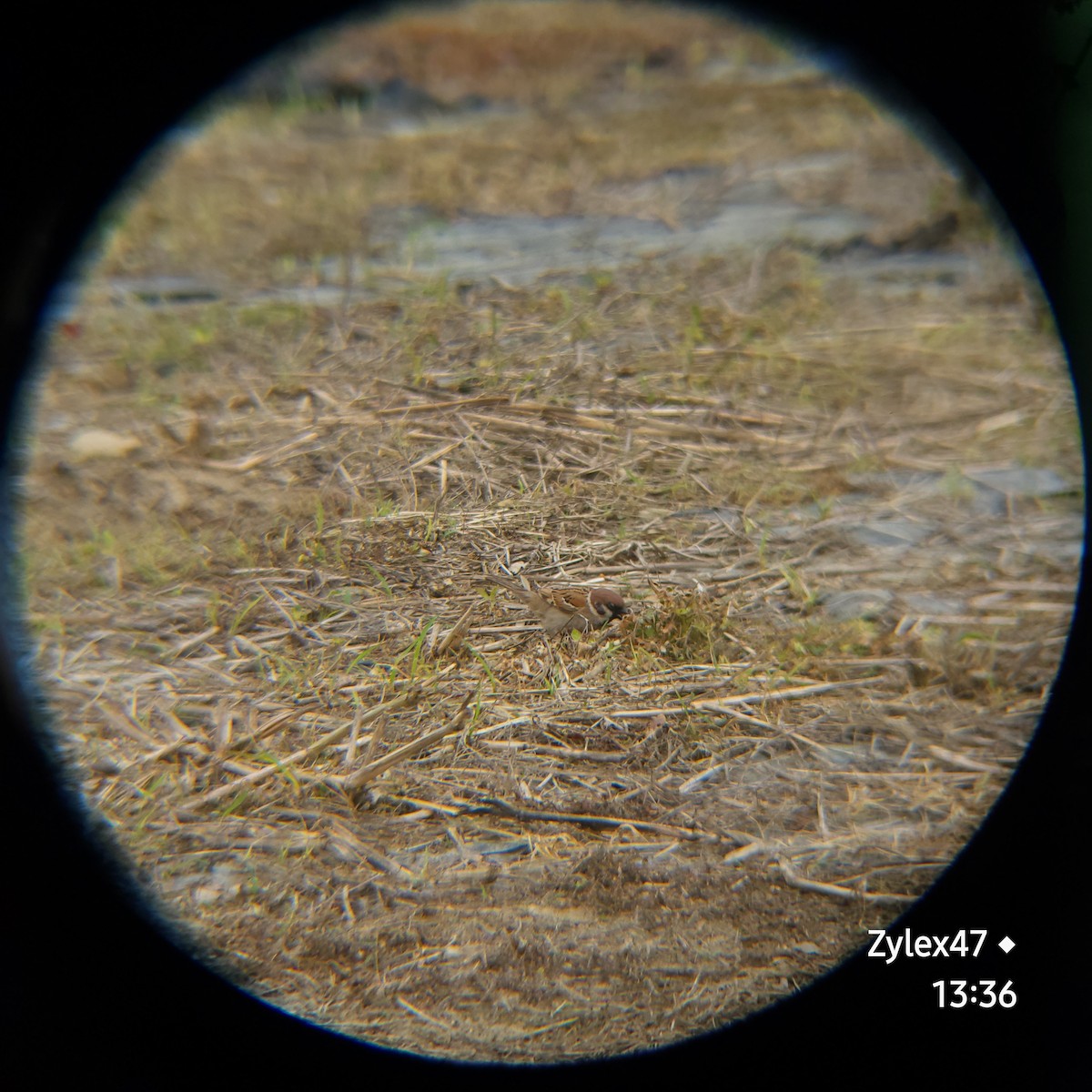 Eurasian Tree Sparrow - ML618412705