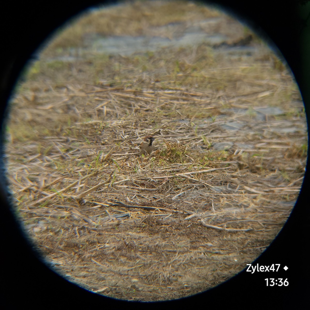 Eurasian Tree Sparrow - ML618412707