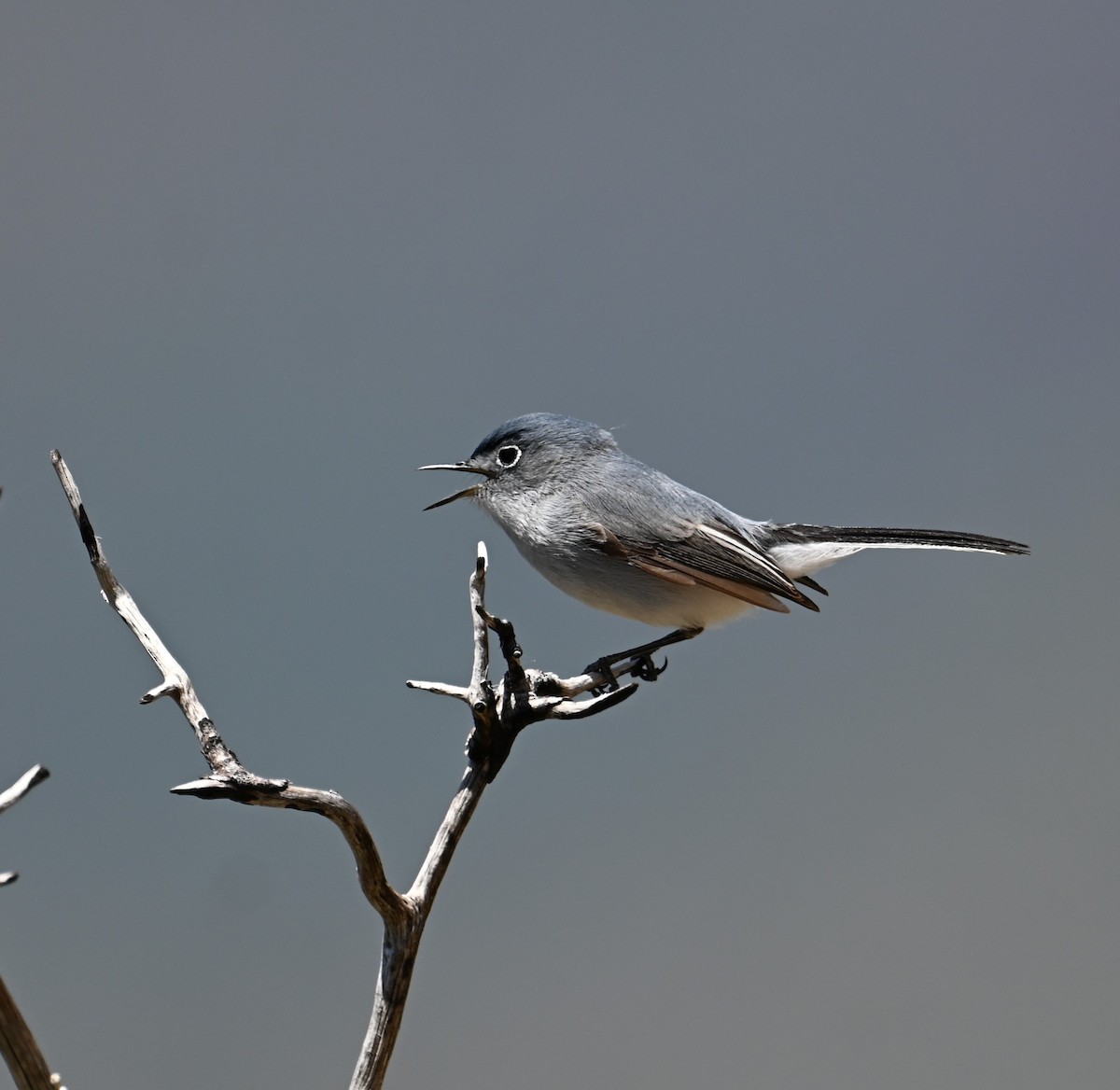Blue-gray Gnatcatcher (obscura Group) - ML618412737