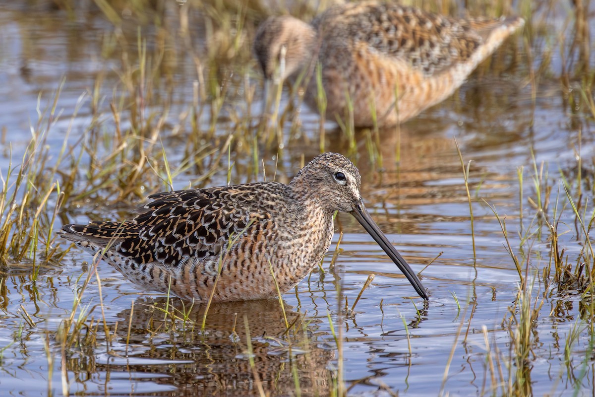 Long-billed Dowitcher - ML618412752