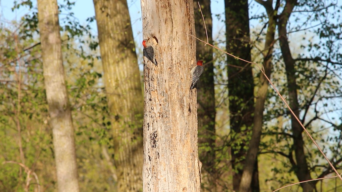 Red-bellied Woodpecker - ML618412761
