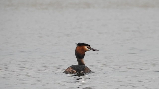Great Crested Grebe - ML618412792