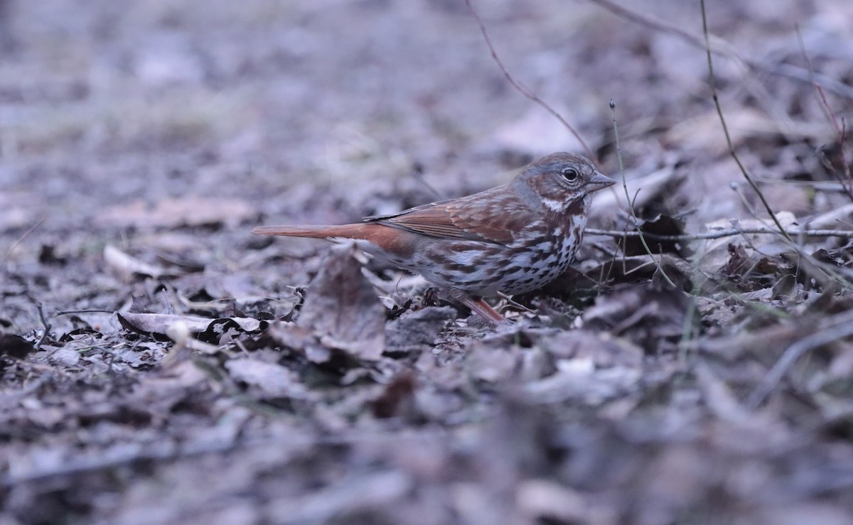 Fox Sparrow (Red) - ML618412797