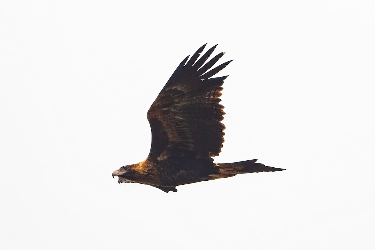 Wedge-tailed Eagle - ML618412800