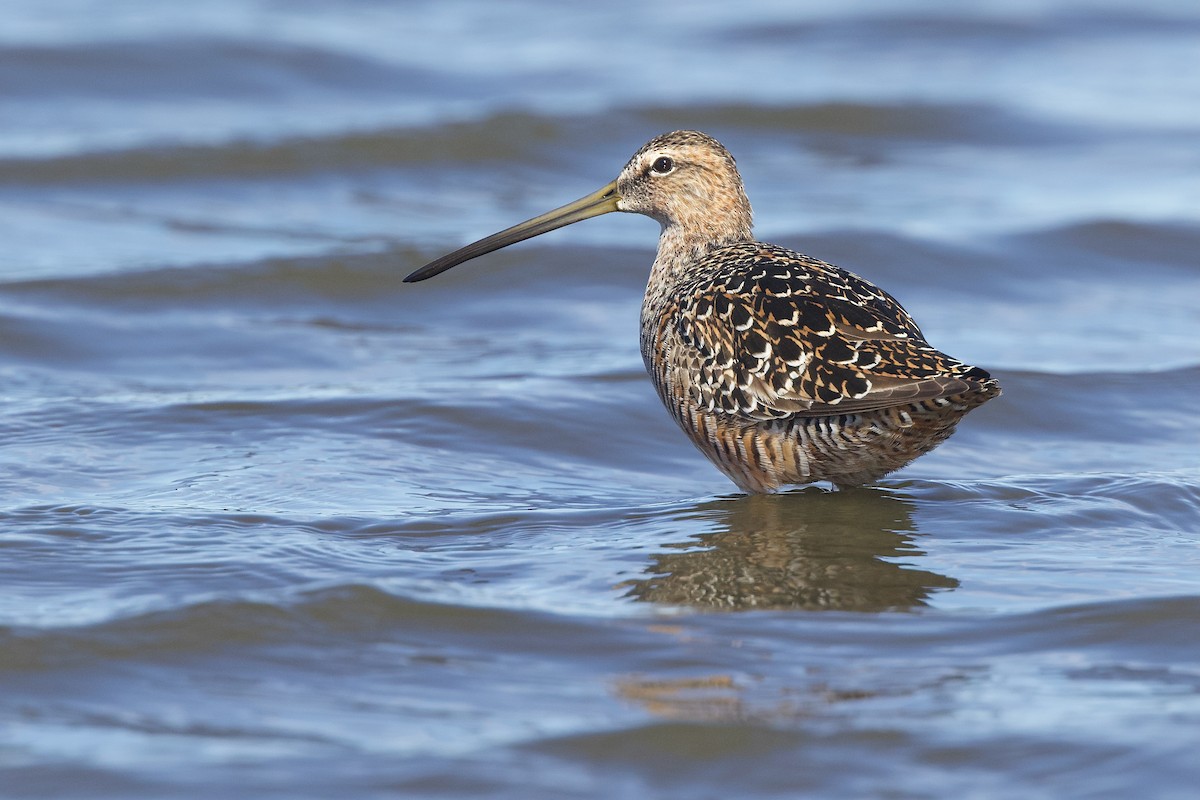 Long-billed Dowitcher - ML618412801