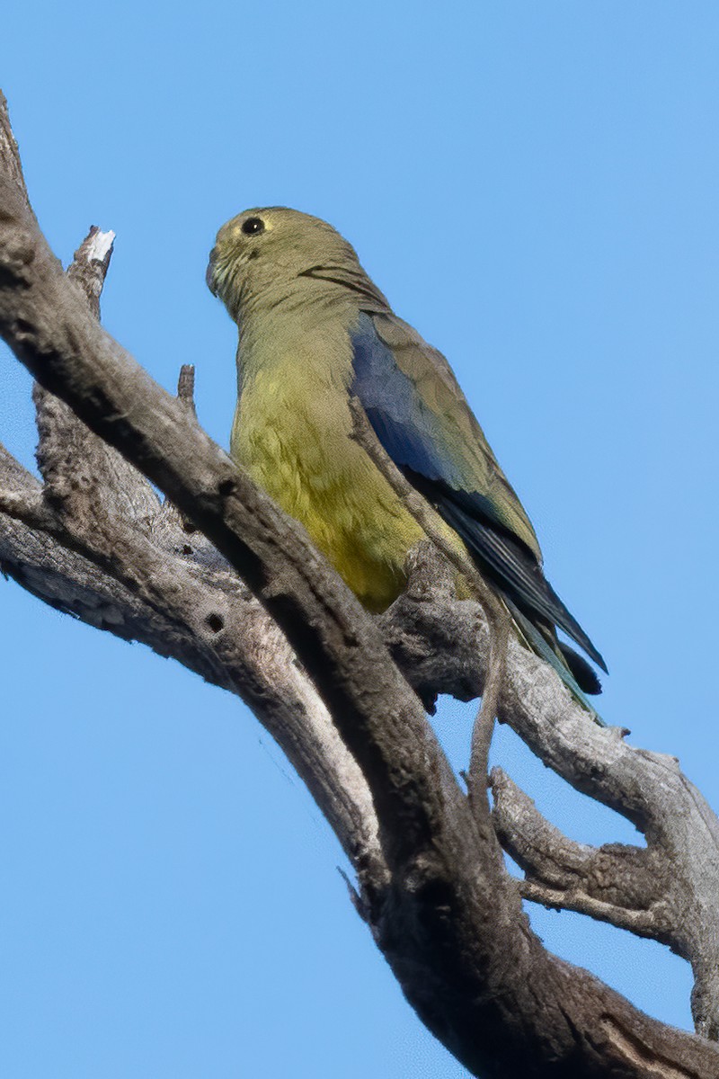 Blue-winged Parrot - ML618412811