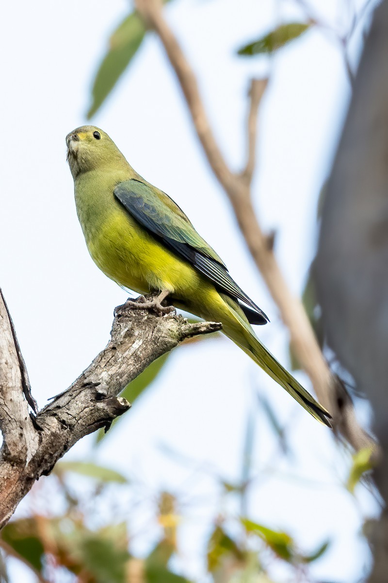 Blue-winged Parrot - ML618412812