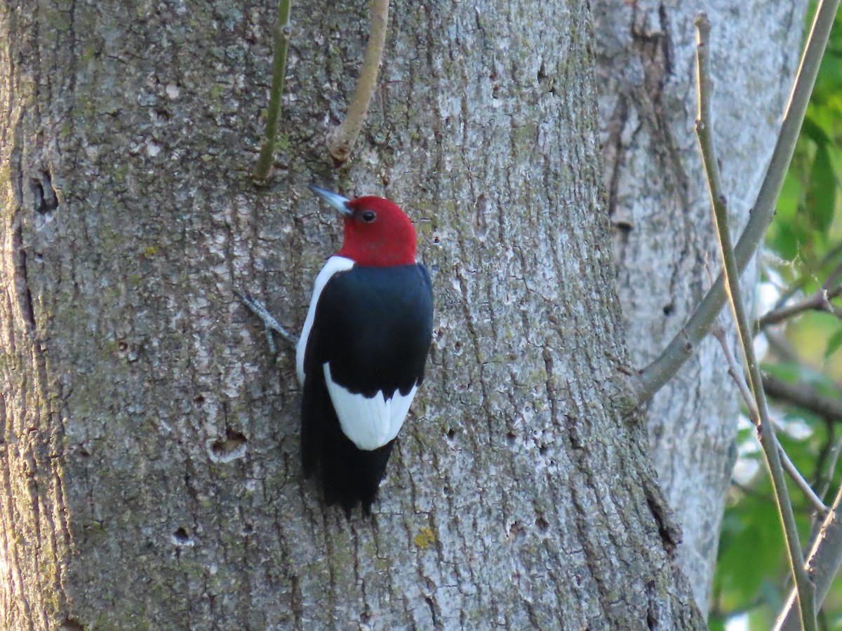 Red-headed Woodpecker - Christine Stanke