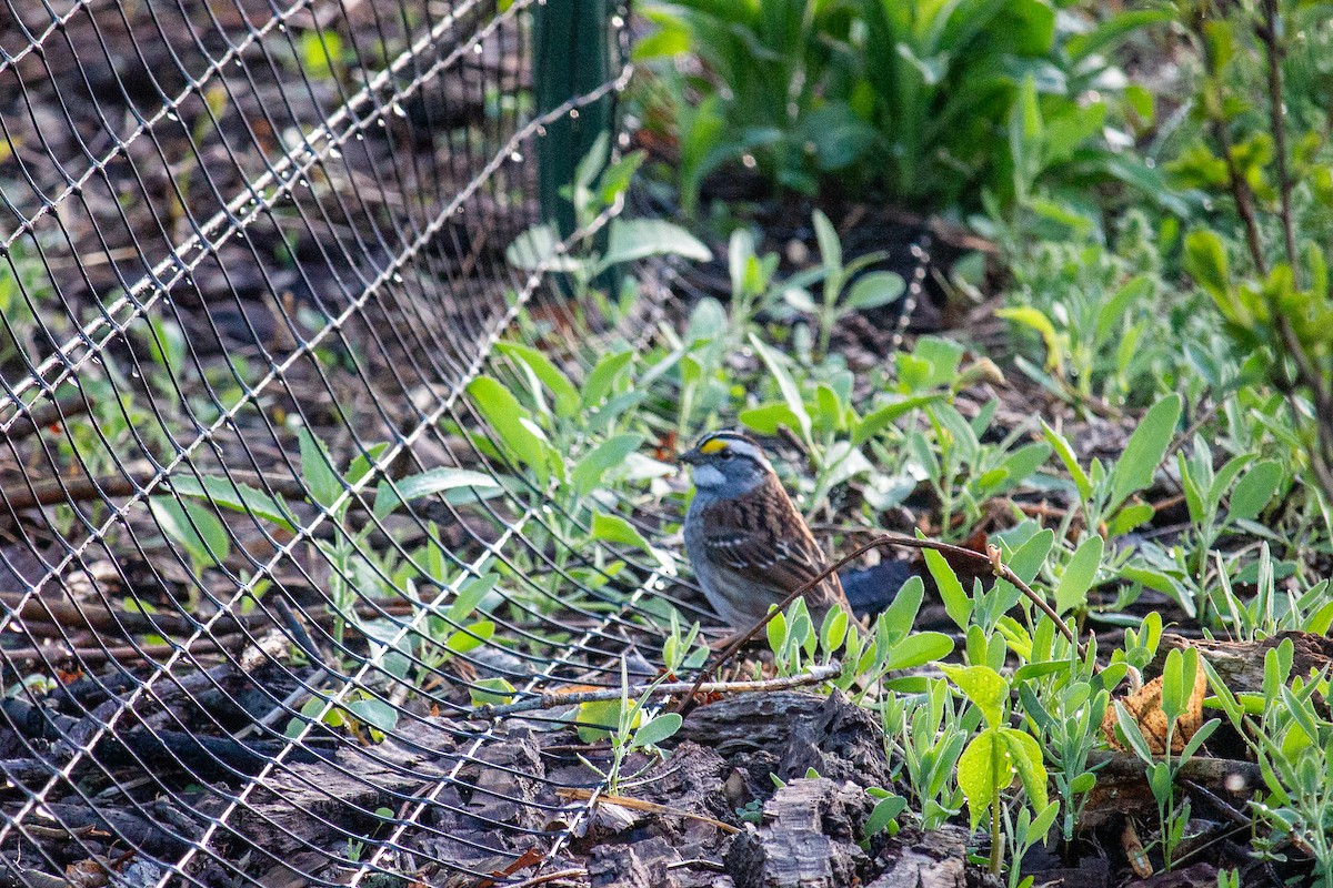 White-throated Sparrow - ML618412828