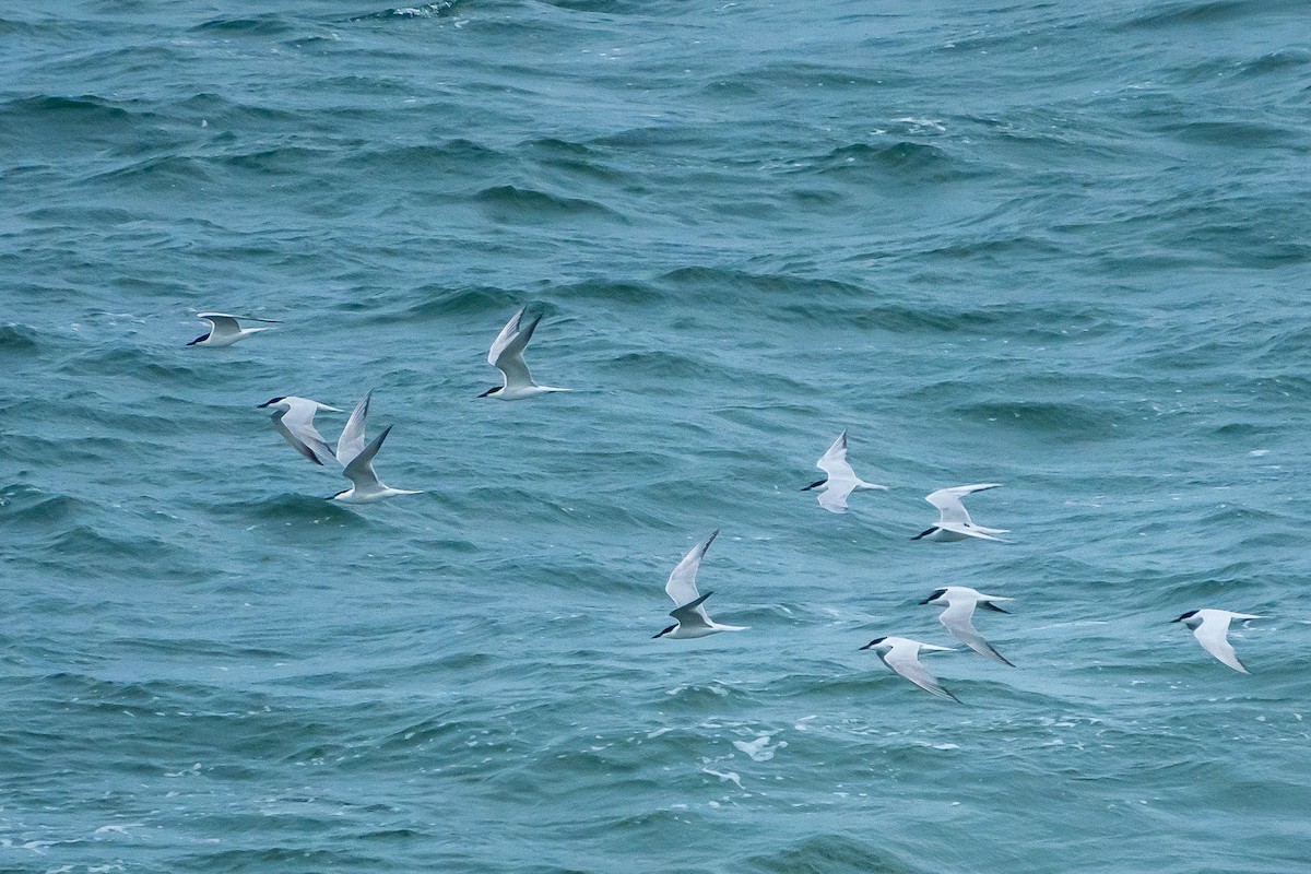 Gull-billed Tern - ML618412835