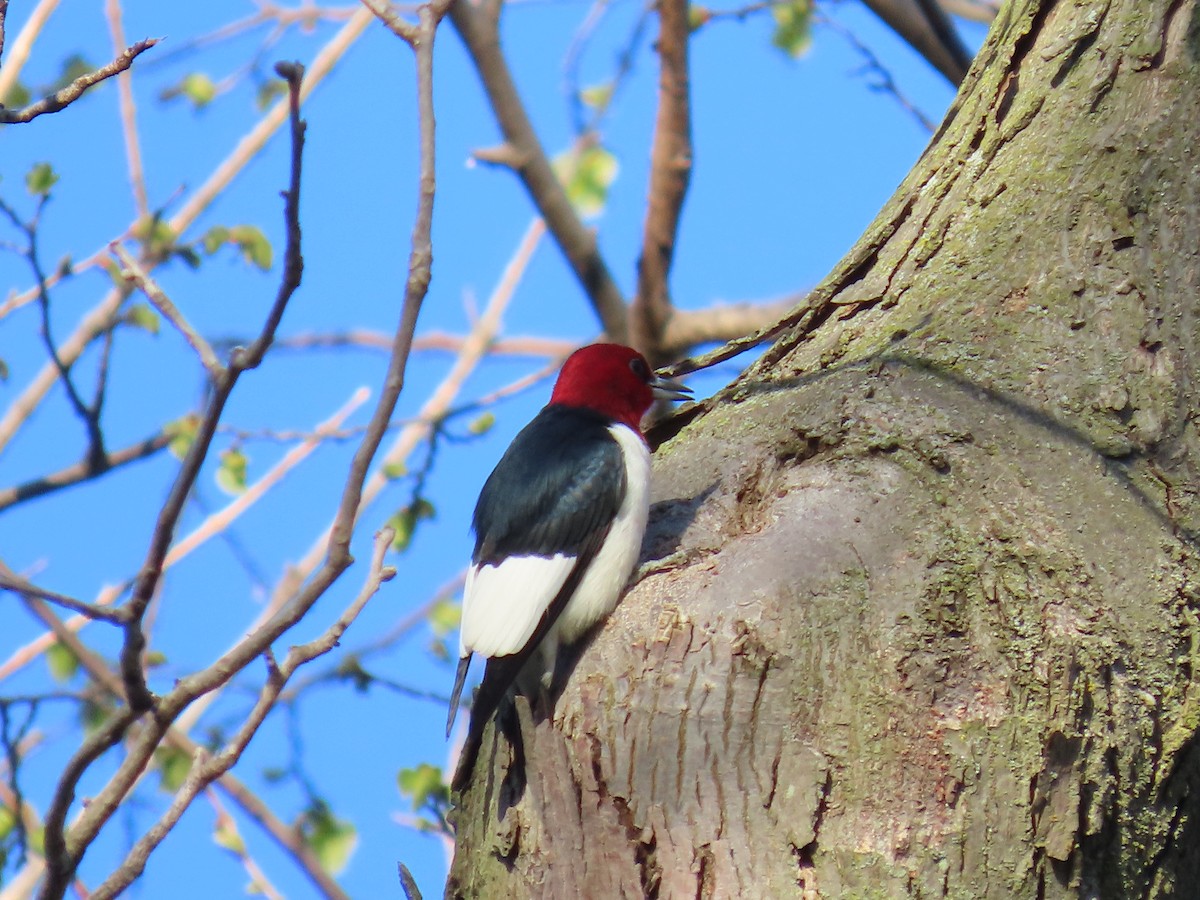 Red-headed Woodpecker - ML618412868