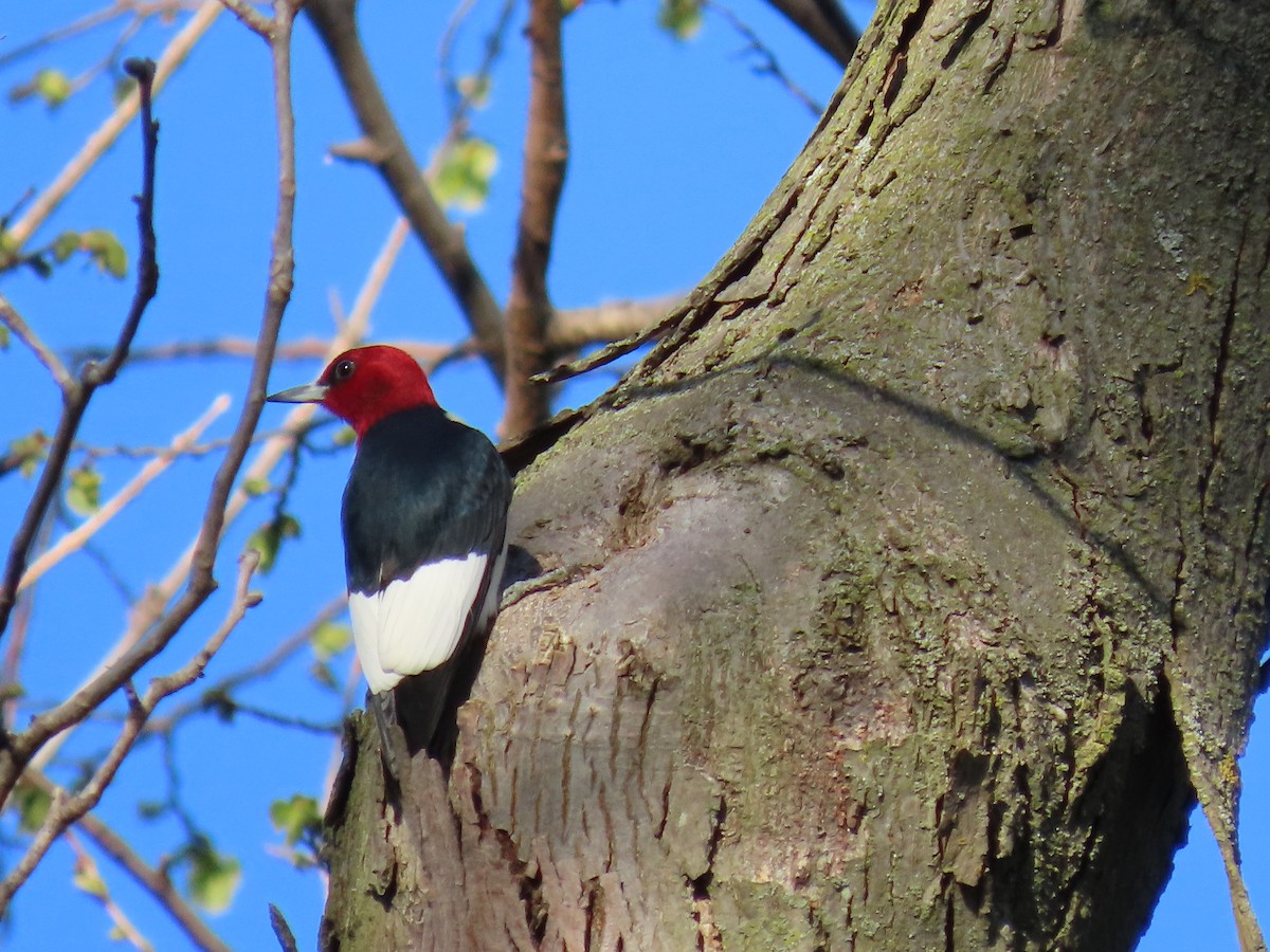 Red-headed Woodpecker - ML618412875