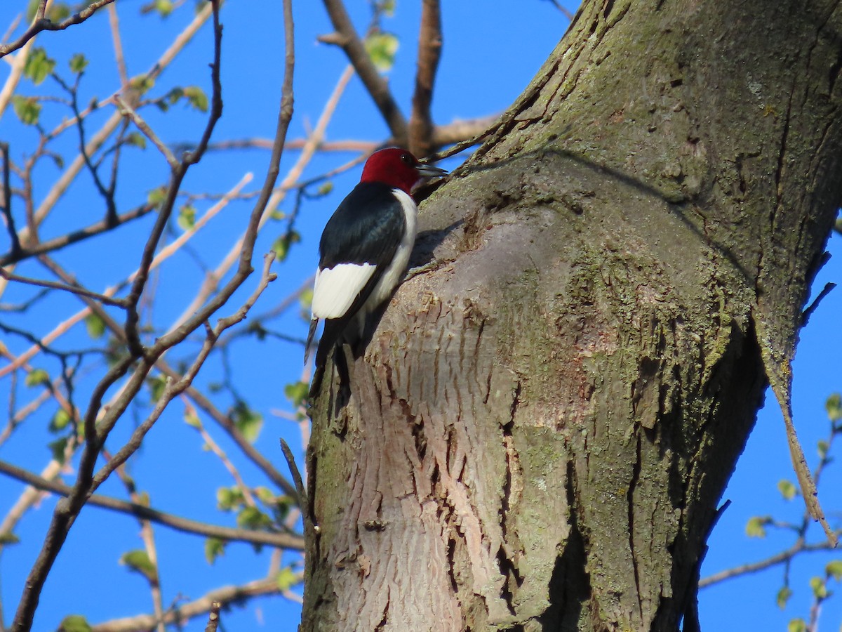 Red-headed Woodpecker - ML618412889