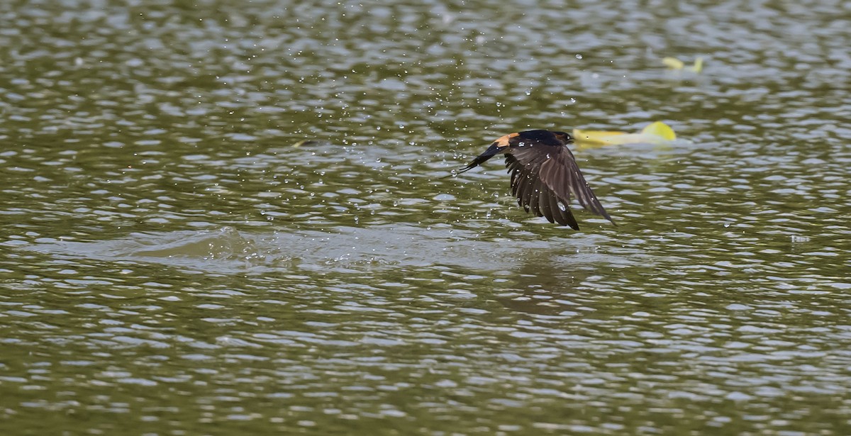 Red-rumped Swallow - Dong Yan
