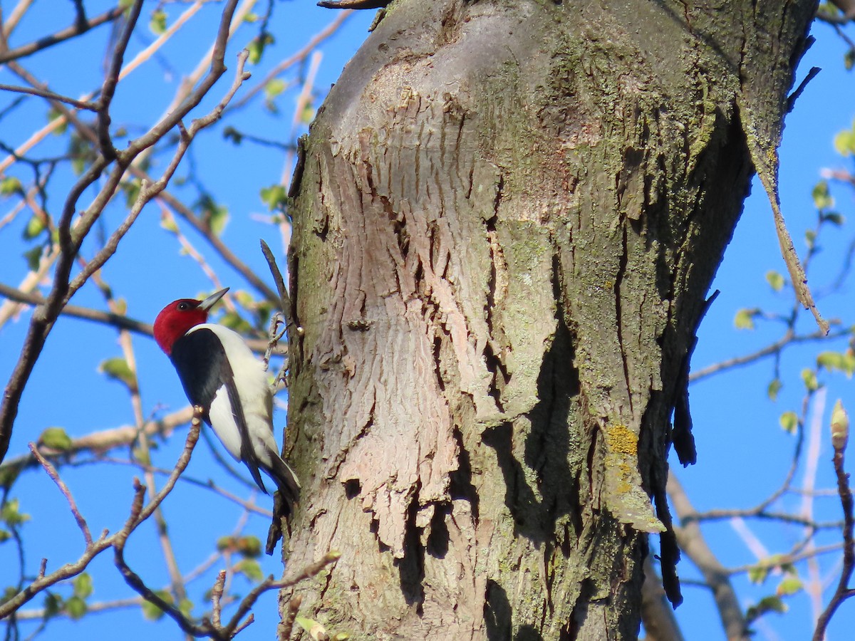 Red-headed Woodpecker - ML618412892