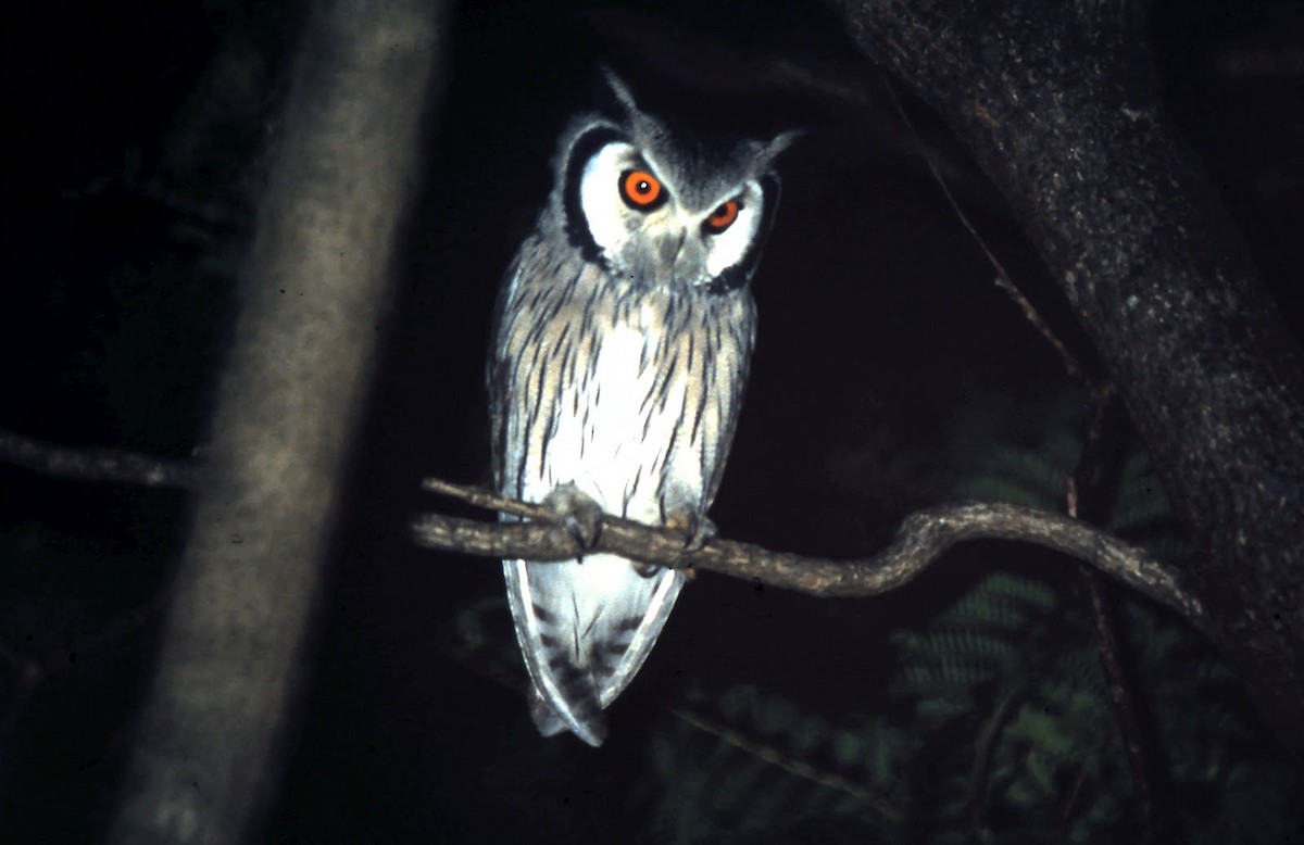 Southern White-faced Owl - ML618412921