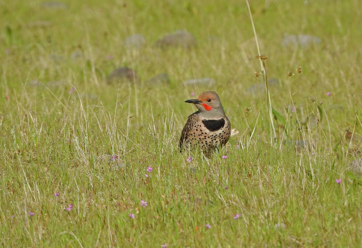 Northern Flicker (Red-shafted) - ML618412923