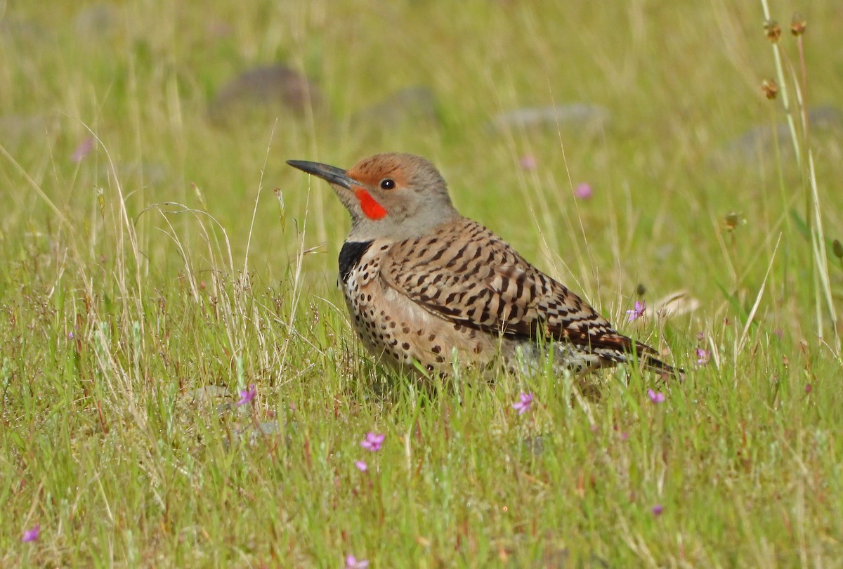 Northern Flicker (Red-shafted) - ML618412925