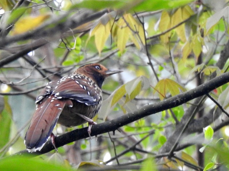 Spotted Laughingthrush - ML618412939