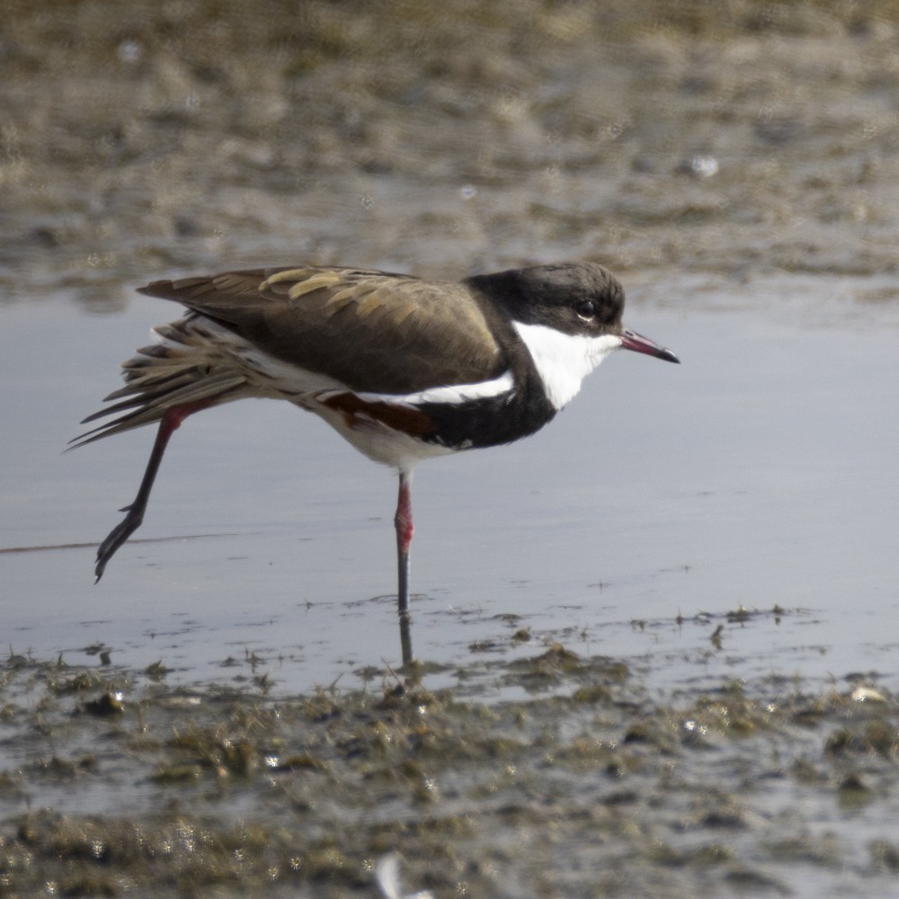 Red-kneed Dotterel - ML618412945