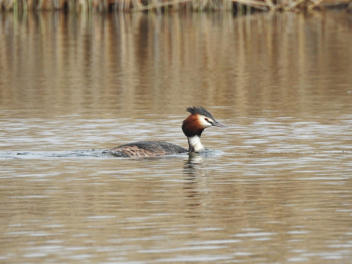 Great Crested Grebe - ML618412956
