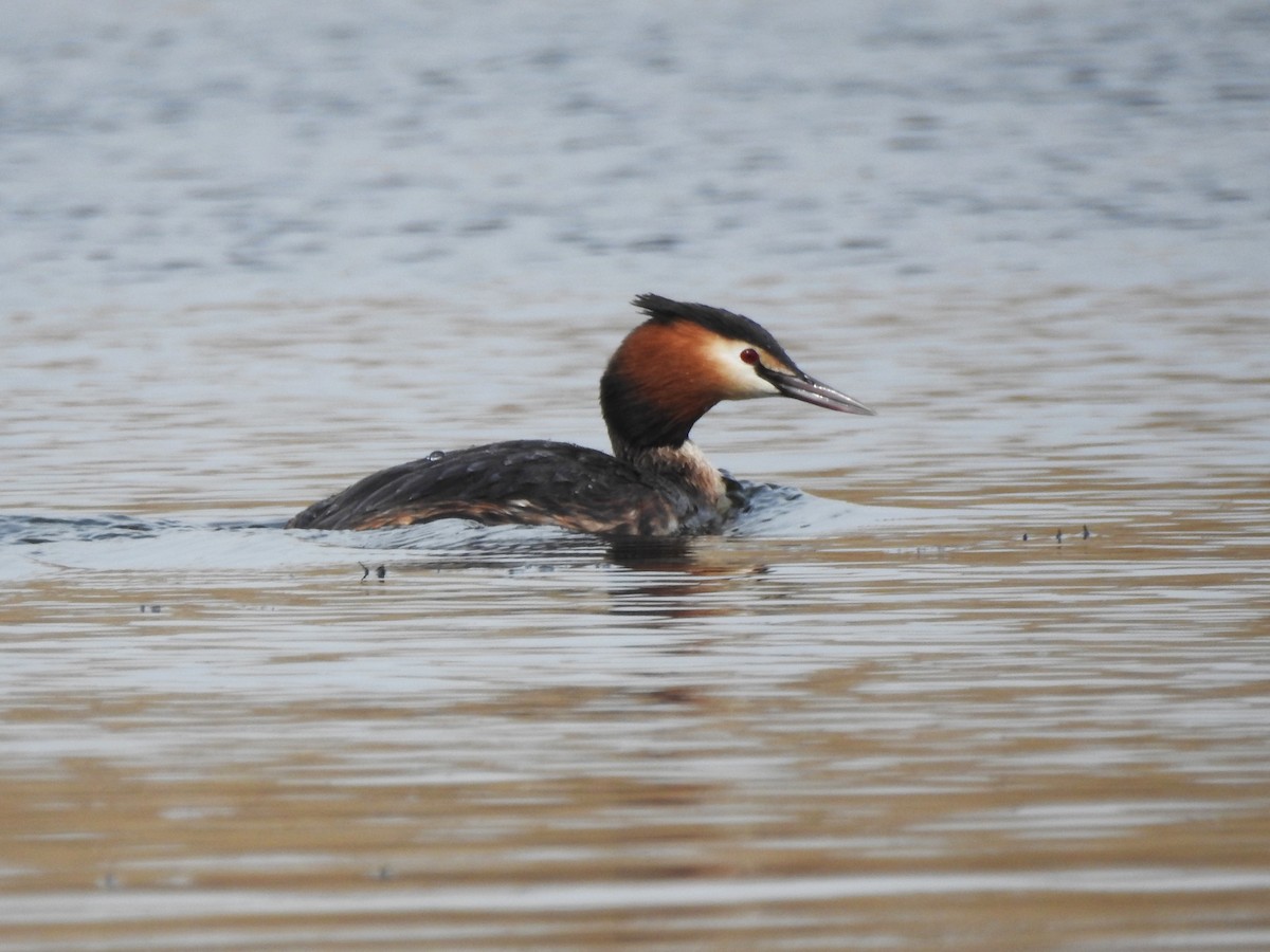 Great Crested Grebe - ML618412959