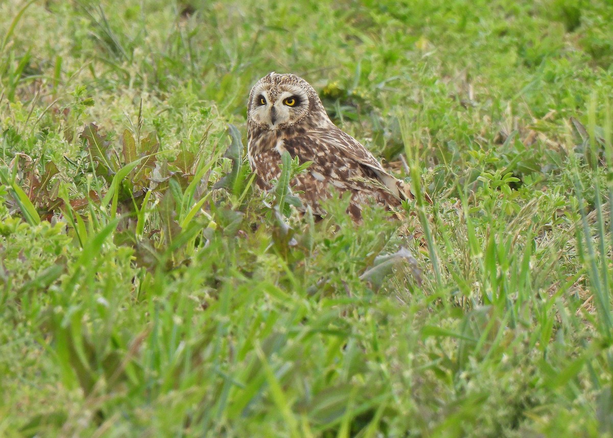 Short-eared Owl - ML618412960