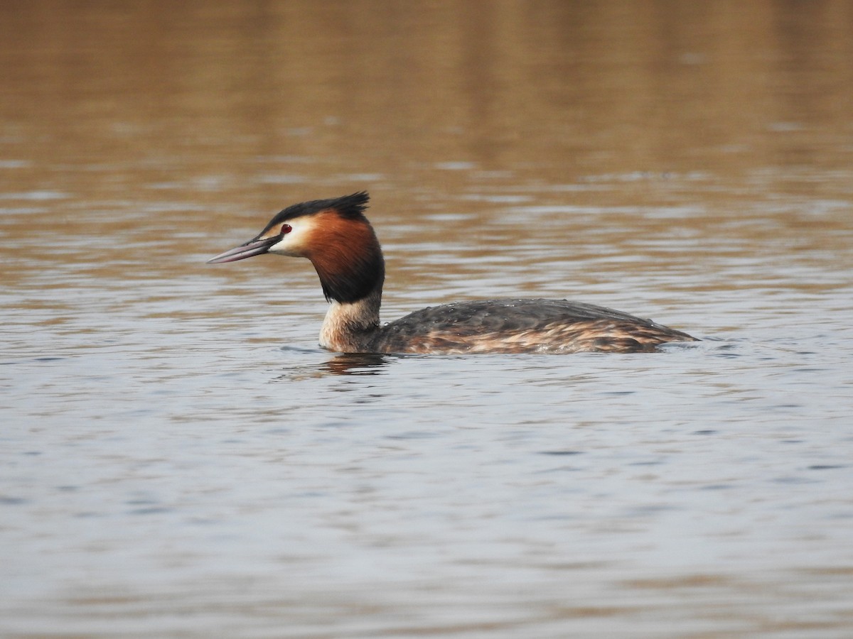 Great Crested Grebe - ML618412961